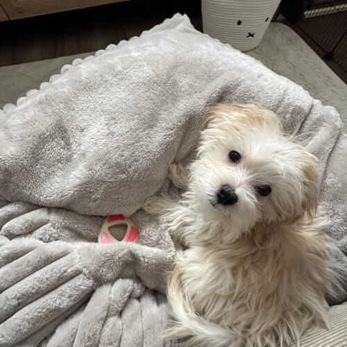 【堀川のスミノイエ体験記】炭の消臭効果を早速体感しました！